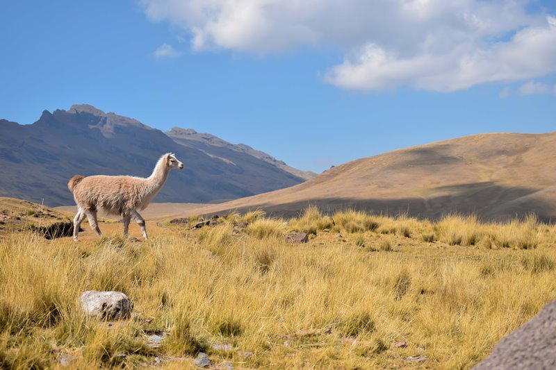 Chile Tiere