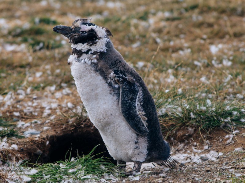 Carretera Austral und Ruta 40 9 Carretera Austral und Ruta 40