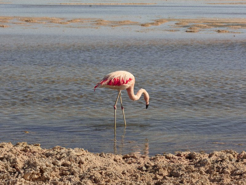 3 Wochen Chile Explorer Mietwagenrundreise 1 3 Wochen Chile Explorer Mietwagenrundreise