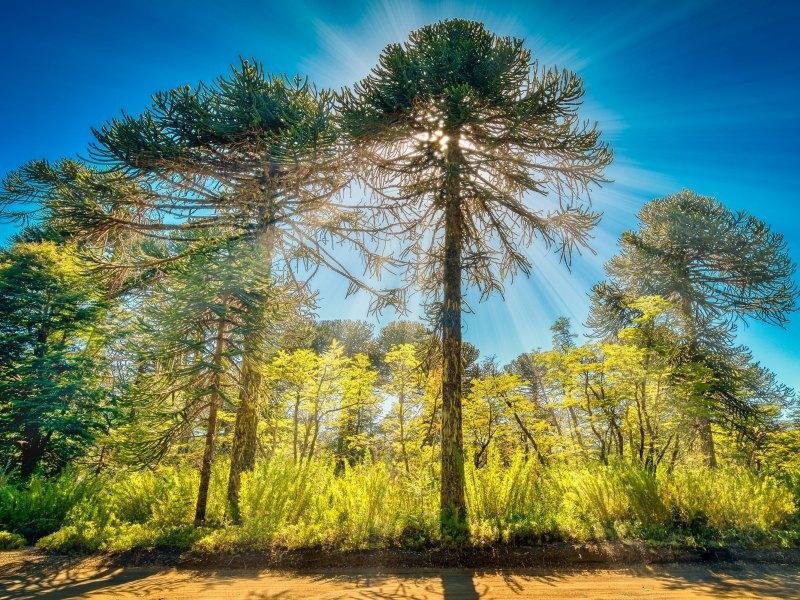 3 Wochen Chile Explorer Mietwagenrundreise 3 3 Wochen Chile Explorer Mietwagenrundreise