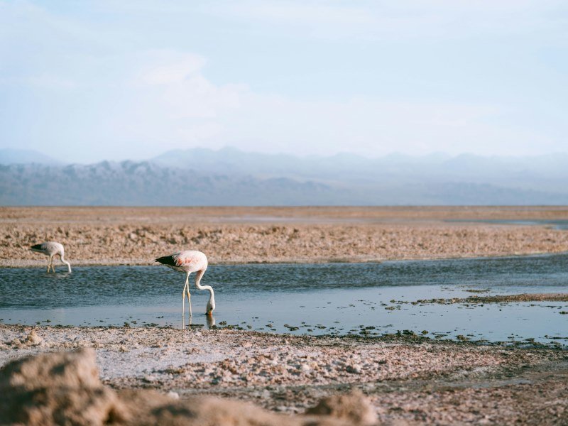 Beste Reisezeit für die Atacama-Wüste: Trockenperiode von März bis November 9 Atacama Chile 5 - Chile Individual