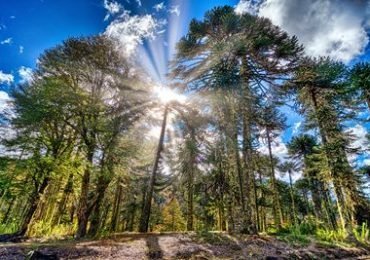 Conguillio Nationalpark